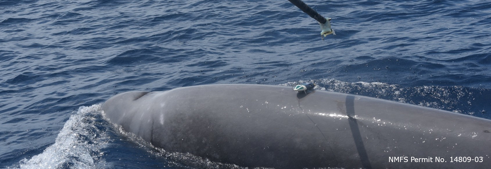 a dtag has just been applied to a Cuvier's beaked whale